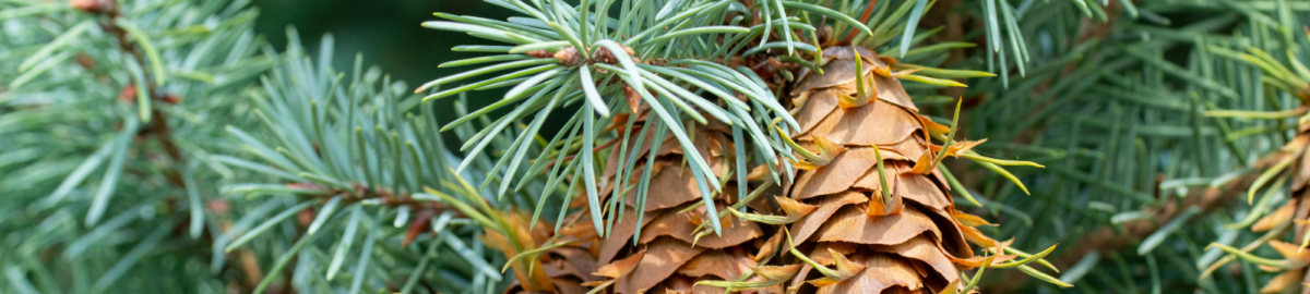 What are the benefits of cell grown trees? - Alba Trees